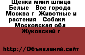 Щенки мини шпица Белые - Все города, Москва г. Животные и растения » Собаки   . Московская обл.,Жуковский г.